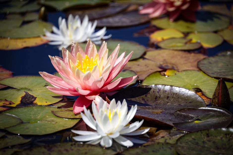 A serene image of colorful water lilies blooming on a pond with lily pads.